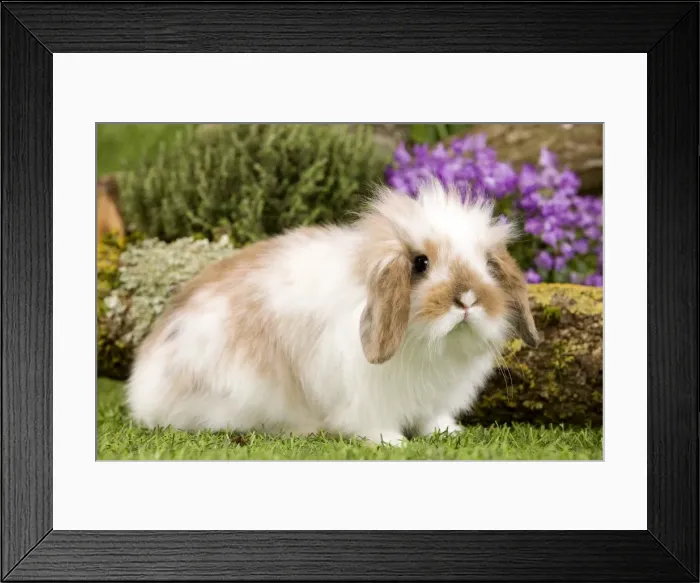 Framed Print : Picture No. 10900129 Framed Print : Picture No. 10900129
