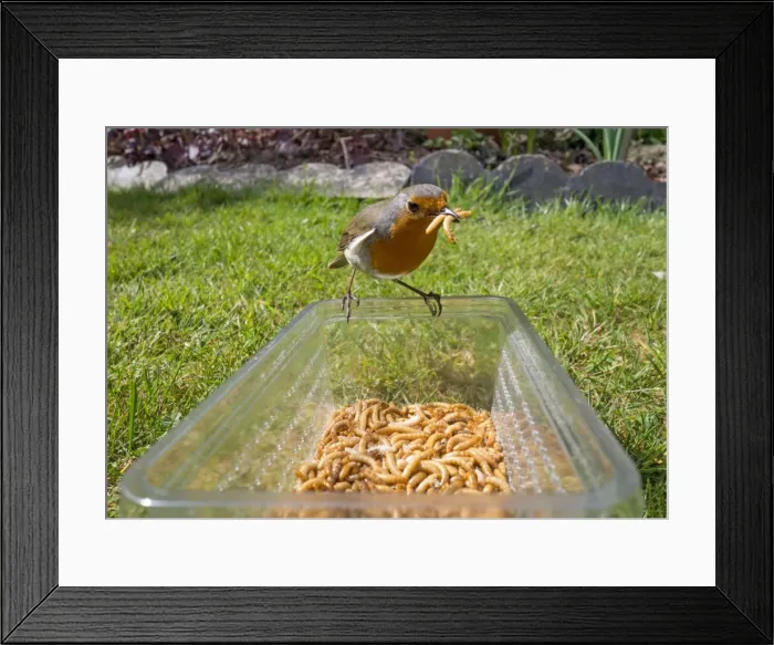 Framed Print : Picture No. 10900285 Framed Print : Picture No. 10900285