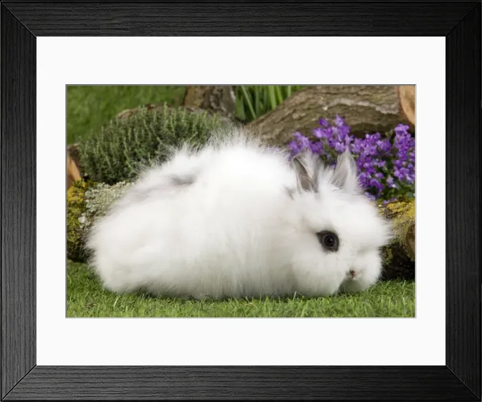 Framed Print : Picture No. 10900124 Framed Print : Picture No. 10900124