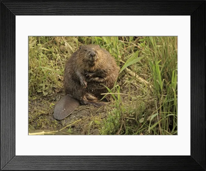 Framed Print : Picture No. 10900183 Framed Print : Picture No. 10900183
