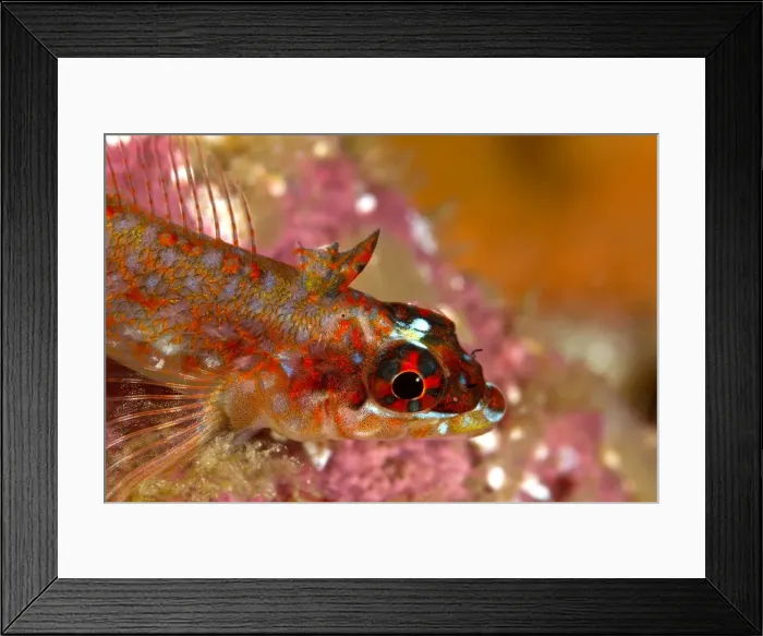 Framed Print : Picture No. 10900421 Framed Print : Picture No. 10900421