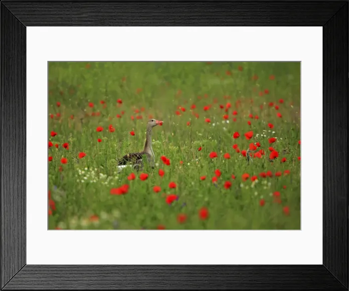 Framed Print : Picture No. 10900207 Framed Print : Picture No. 10900207