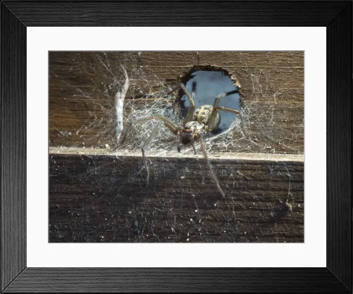 Framed Print : Picture No. 10900306