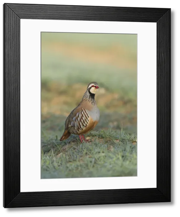 Framed Print : Picture No. 10900349 Framed Print : Picture No. 10900349