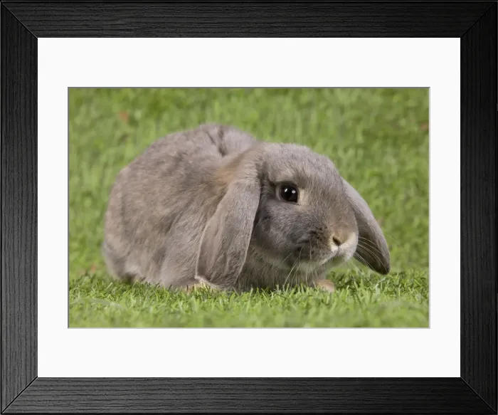 Framed Print : Picture No. 10900143