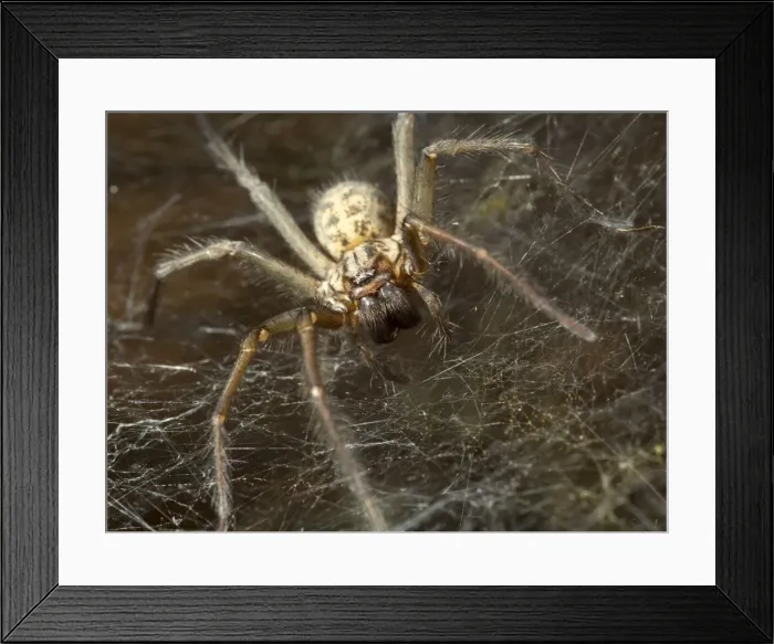 Framed Print : Picture No. 10900303 Framed Print : Picture No. 10900303