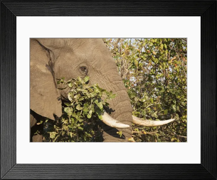 Framed Print : Picture No. 10900829
