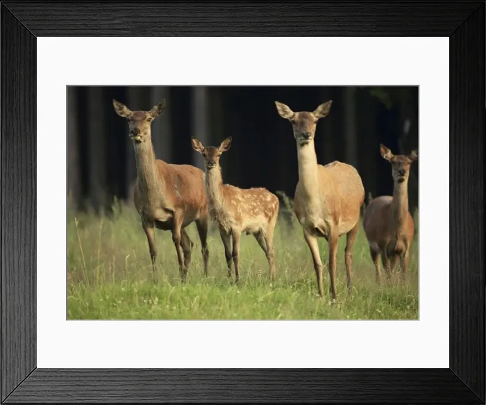 Framed Print : Picture No. 10900259