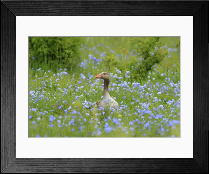 Framed Print : Picture No. 10900213 Framed Print : Picture No. 10900213