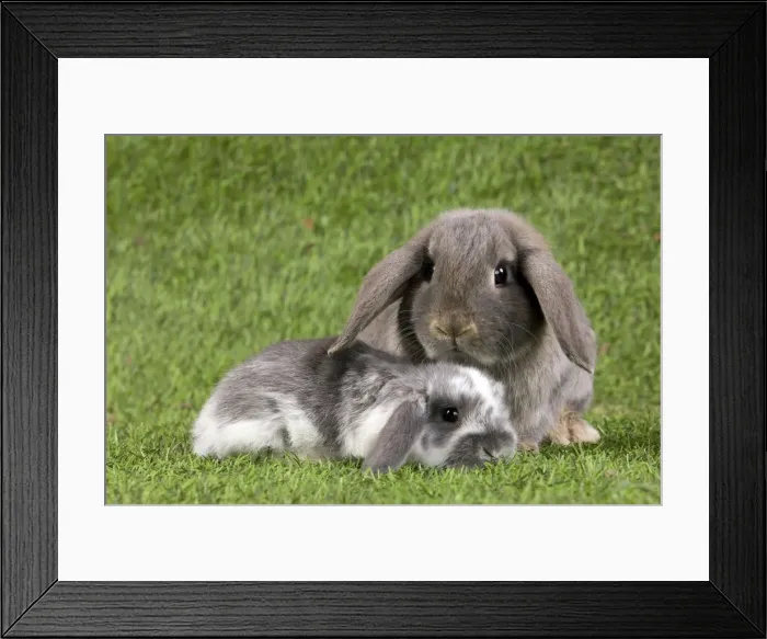 Framed Print : Picture No. 10900140 Framed Print : Picture No. 10900140