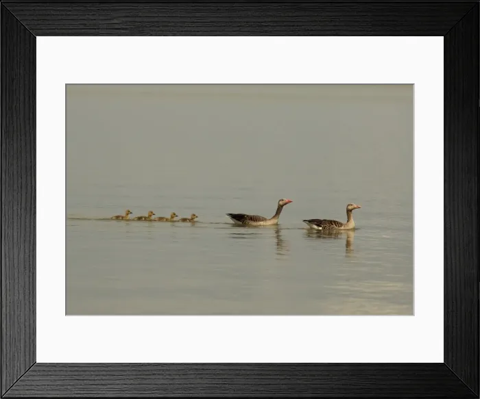 Framed Print : Picture No. 10900209 Framed Print : Picture No. 10900209
