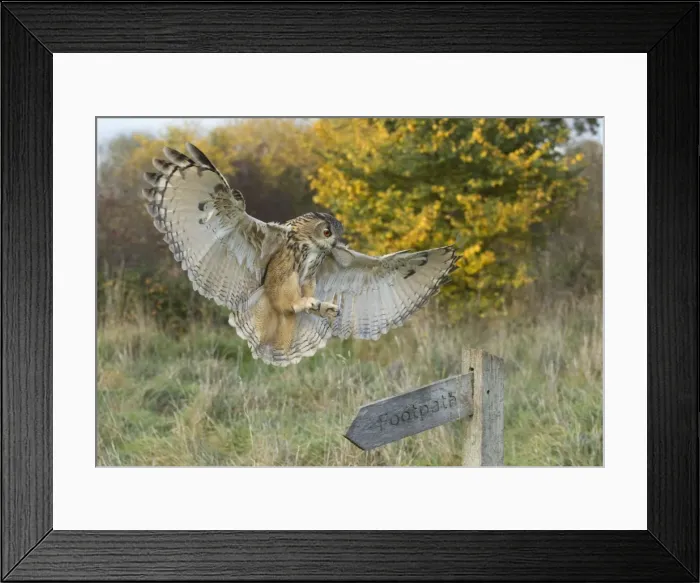 Framed Print : Picture No. 10900335 Framed Print : Picture No. 10900335