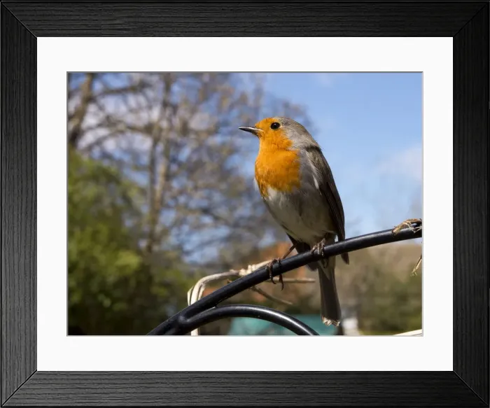 Framed Print : Picture No. 10900290 Framed Print : Picture No. 10900290