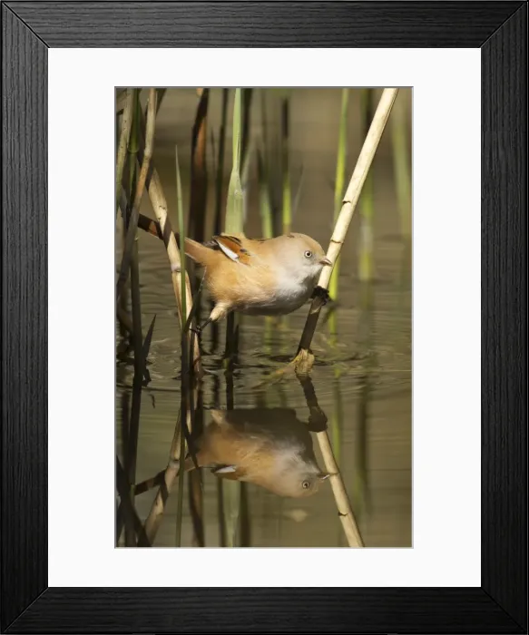 Framed Print : Picture No. 10900323
