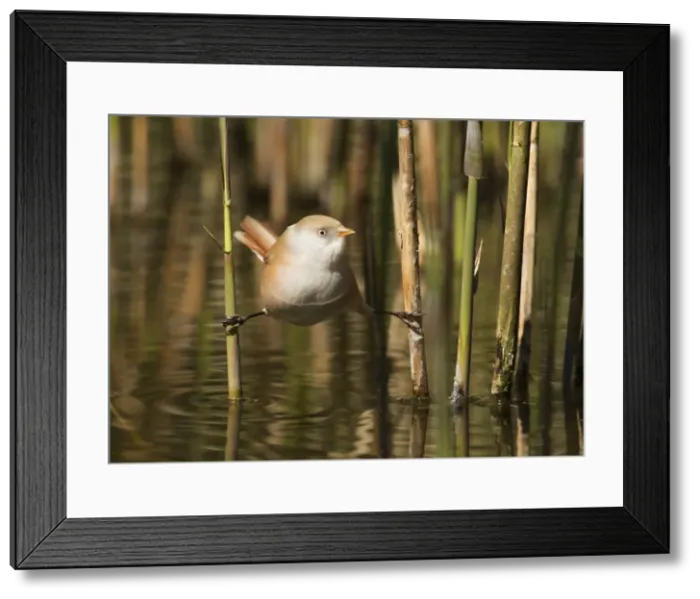 Framed Print : Picture No. 10900326 Framed Print : Picture No. 10900326