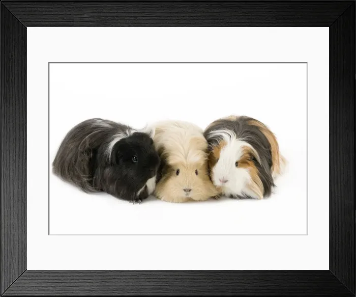 Framed Print : Picture No. 10900154 Framed Print : Picture No. 10900154
