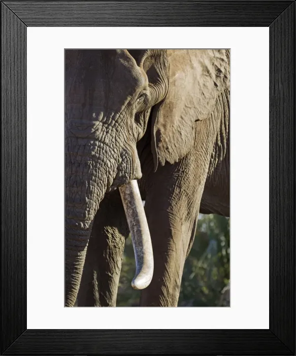 Framed Print : Picture No. 10900841 Framed Print : Picture No. 10900841