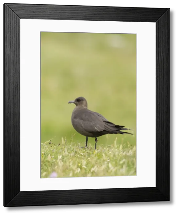 Framed Print : Picture No. 10900317 Framed Print : Picture No. 10900317