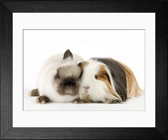 Framed Print : Picture No. 10900149 Framed Print : Picture No. 10900149