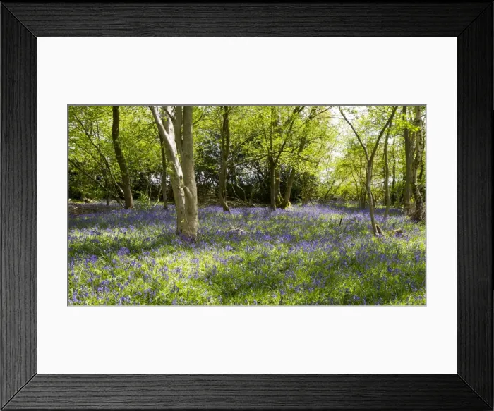 Framed Print : Picture No. 10900293 Framed Print : Picture No. 10900293