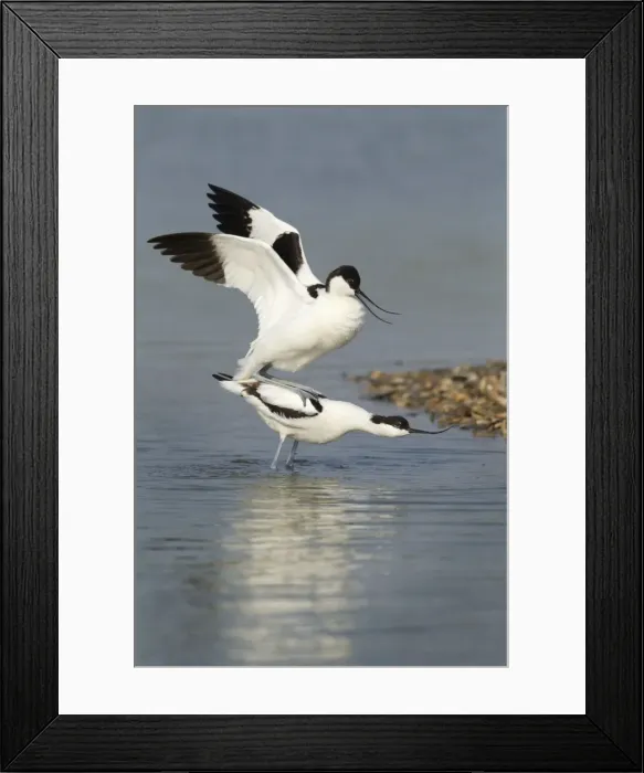 Framed Print : Picture No. 10900320 Framed Print : Picture No. 10900320