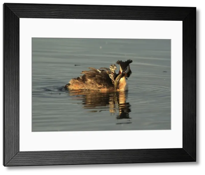 Framed Print : Picture No. 10900263 Framed Print : Picture No. 10900263