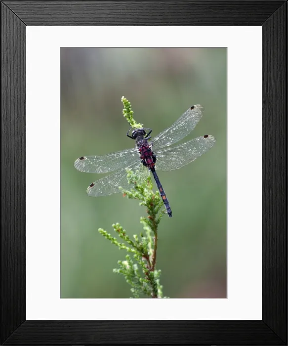 Framed Print : Picture No. 10900357 Framed Print : Picture No. 10900357