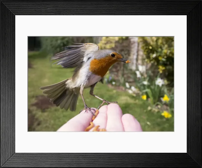 Framed Print : Picture No. 10900286 Framed Print : Picture No. 10900286