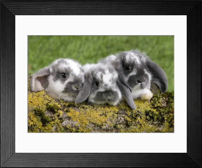Framed Print : Picture No. 10900136 Framed Print : Picture No. 10900136