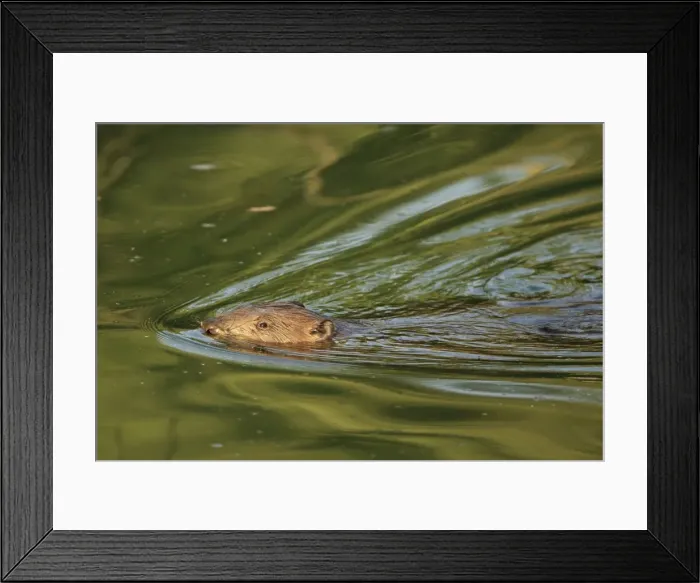 Framed Print : Picture No. 10900190 Framed Print : Picture No. 10900190