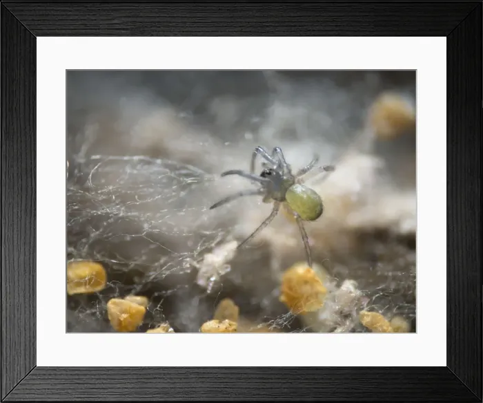 Framed Print : Picture No. 10900283 Framed Print : Picture No. 10900283