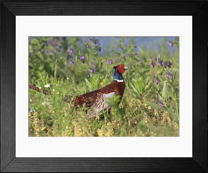 Framed Print : Picture No. 10900201 Framed Print : Picture No. 10900201