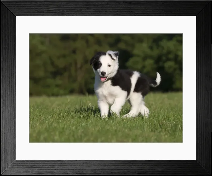 Framed Print : Picture No. 10900329 Framed Print : Picture No. 10900329