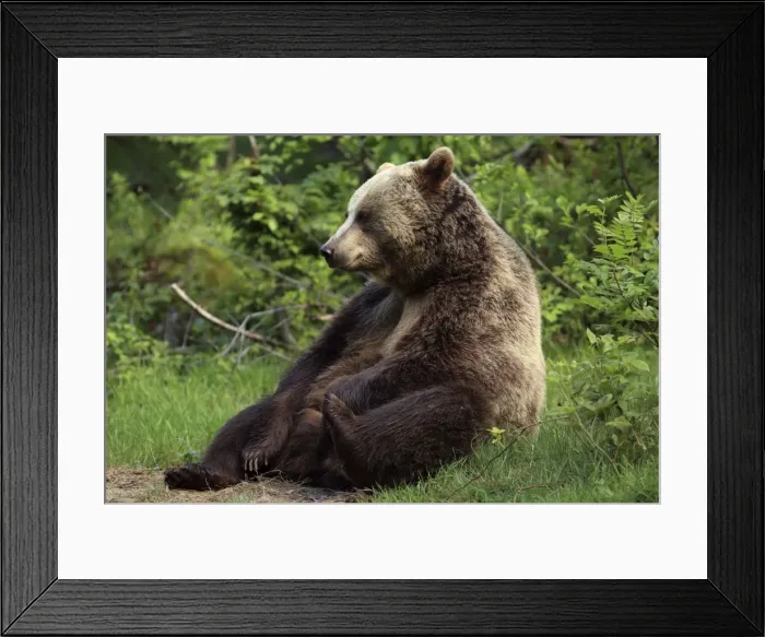 Framed Print : Picture No. 10900180 Framed Print : Picture No. 10900180