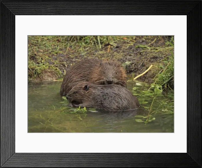 Framed Print : Picture No. 10900187 Framed Print : Picture No. 10900187