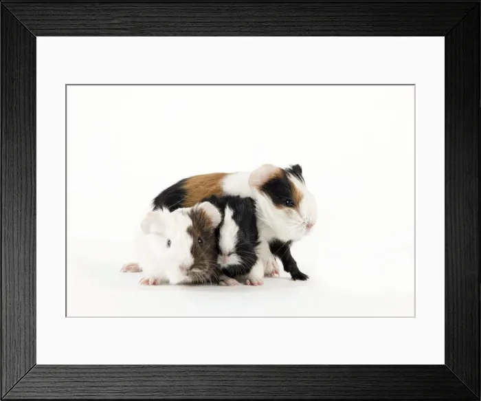 Framed Print : Picture No. 10900165 Framed Print : Picture No. 10900165