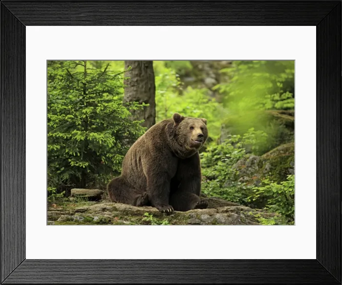 Framed Print : Picture No. 10900179 Framed Print : Picture No. 10900179