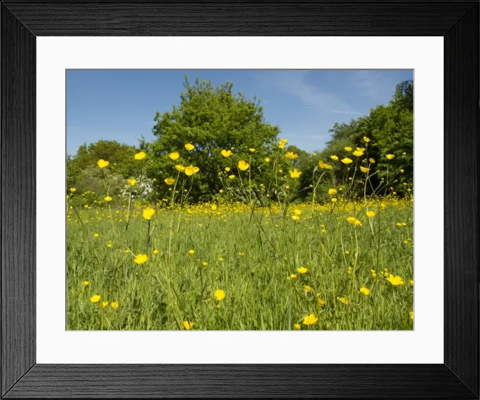 Framed Print : Picture No. 10900304 Framed Print : Picture No. 10900304