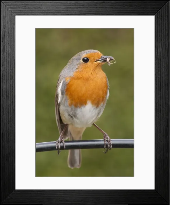 Framed Print : Picture No. 10900312 Framed Print : Picture No. 10900312
