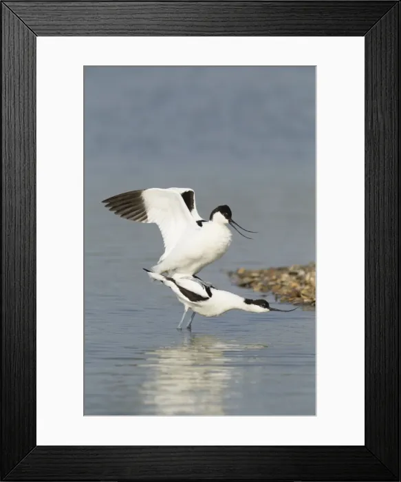 Framed Print : Picture No. 10900322 Framed Print : Picture No. 10900322