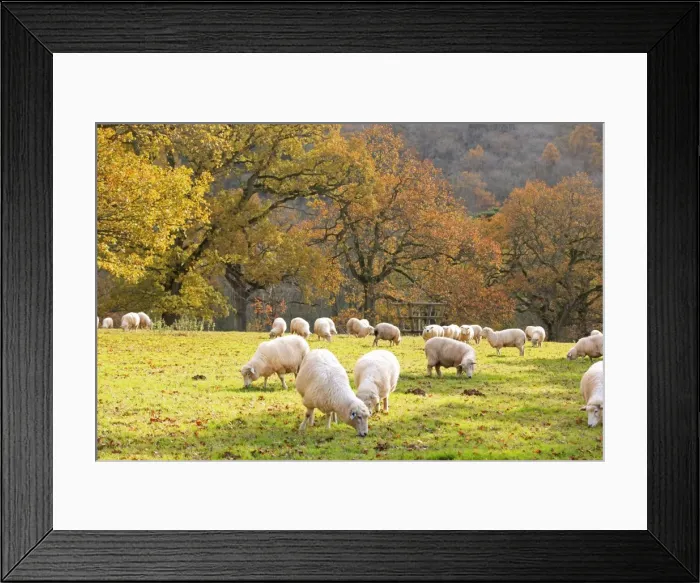Framed Print : Picture No. 10900514 Framed Print : Picture No. 10900514