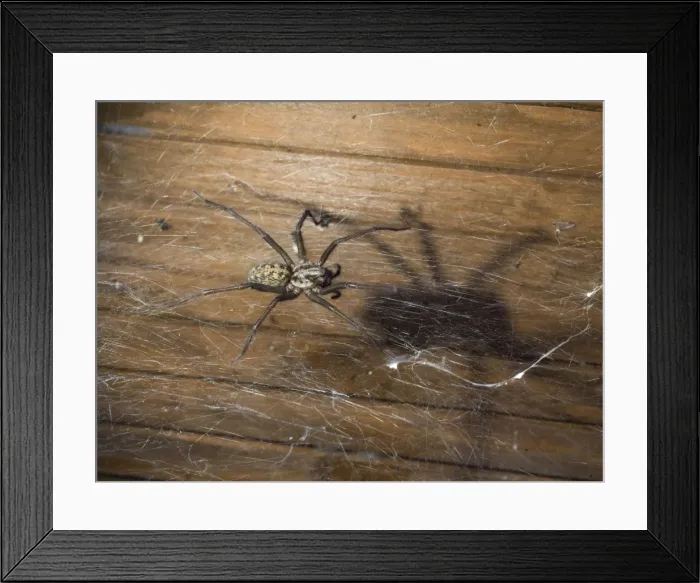 Framed Print : Picture No. 10900302 Framed Print : Picture No. 10900302