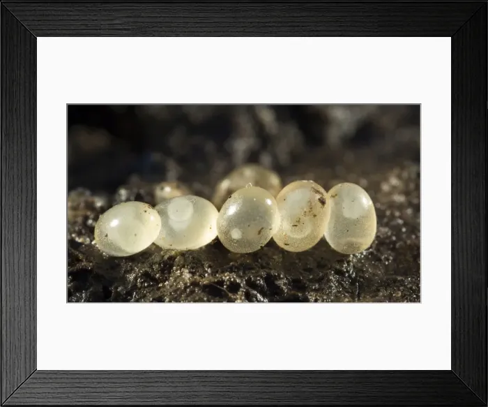Framed Print : Picture No. 10900284 Framed Print : Picture No. 10900284