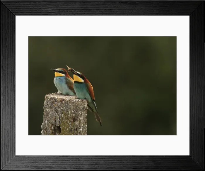 Framed Print : Picture No. 10900199 Framed Print : Picture No. 10900199