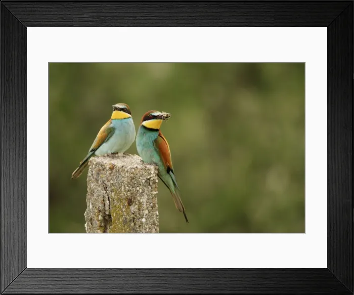 Framed Print : Picture No. 10900200 Framed Print : Picture No. 10900200