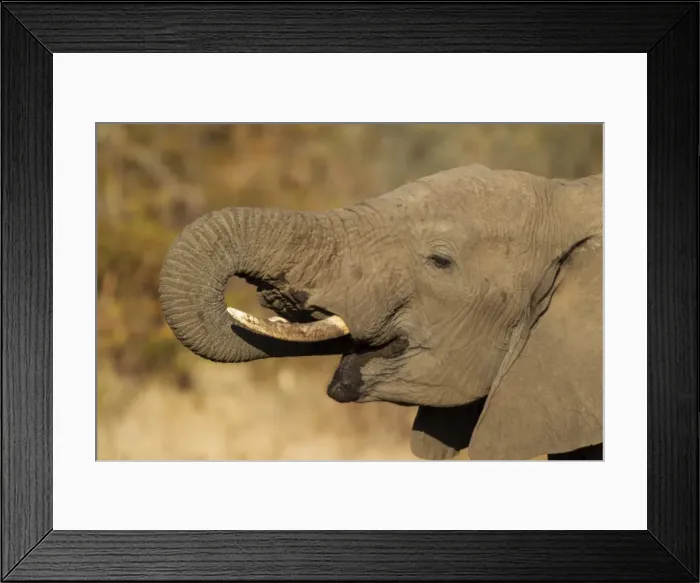 Framed Print : Picture No. 10900847 Framed Print : Picture No. 10900847