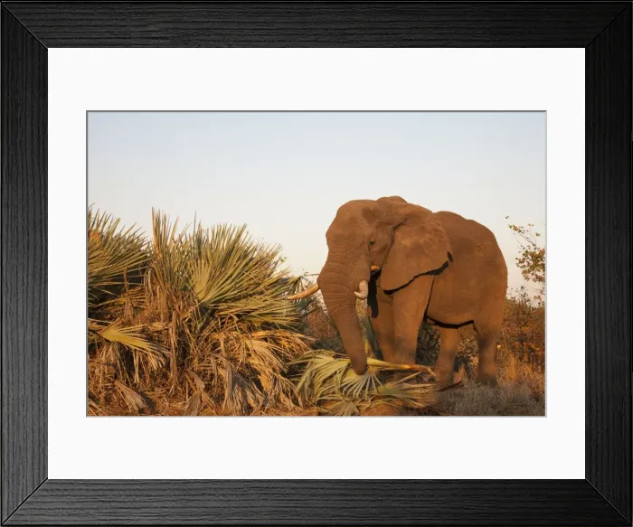 Framed Print : Picture No. 10900827