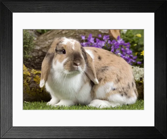 Framed Print : Picture No. 10900123