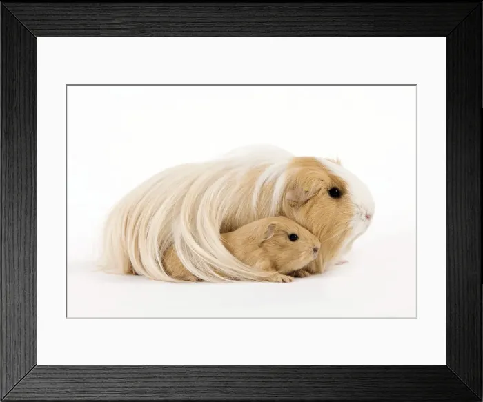 Framed Print : Picture No. 10900163