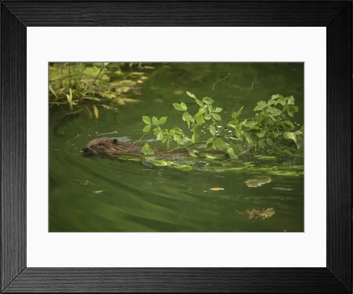Framed Print : Picture No. 10900192 Framed Print : Picture No. 10900192